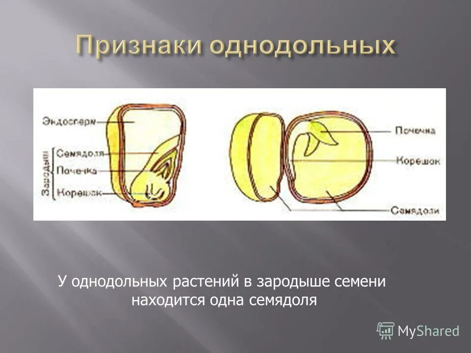 Зародыш семени однодольные растения. Две семядоли в семени. Двудольные строение семени 2 семядоли. Однодольные и двудольные семена. Наличие одной семядоли в зародыше семени.