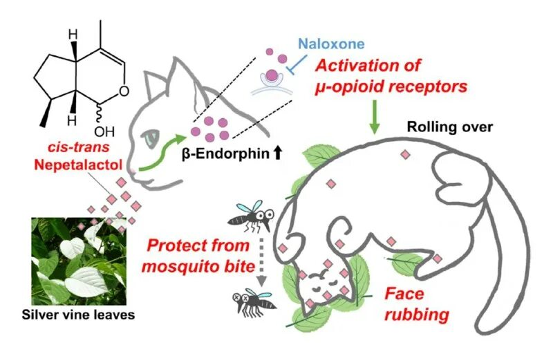 Оператор бобкэт. Rolling over перевод. Rolling over перевод. Rolling over перевод. Rolling over перевод.
