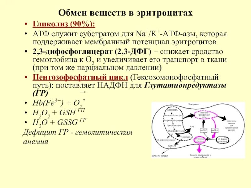 Схема метаболизма эритроцитов. Особенности обмена веществ в эритроцитах биохимия. Гликолиз в эритроцитах биохимия схема. Особенности метаболизма эритроцитов.