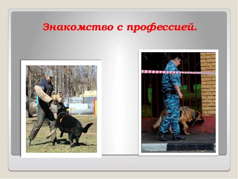 Профессия кинолог. Специальность кинолог. Кинолог диетолог. Презентация на тему кинолог. Профессии связанные с биологией 5 класс кинолог.