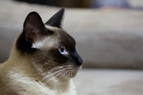 Сиамско тайская кошка фото