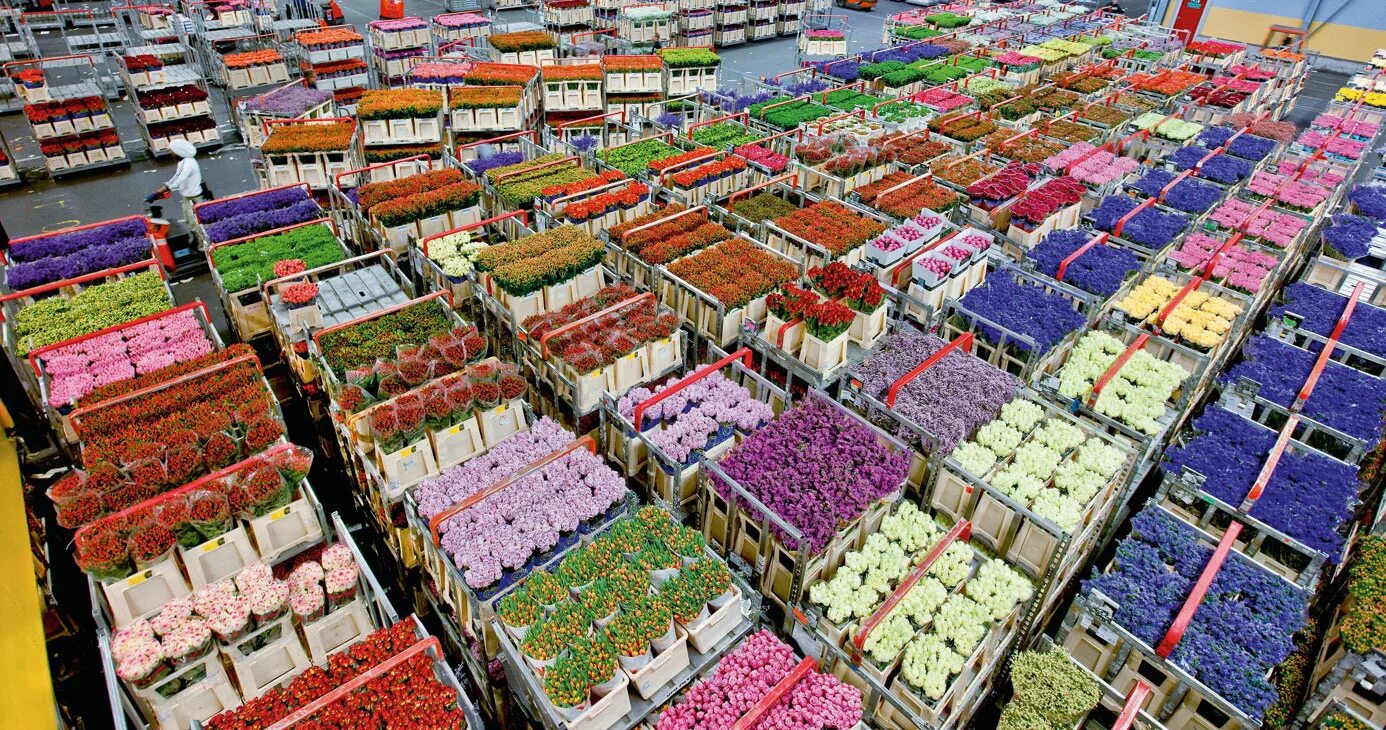 рынок цветов оптом москва. рынок цветов оптом москва. оптовые базы цветов. склад цветов. москва поселение сосенское калужское шоссе 22-й километр 10 фуд сити.