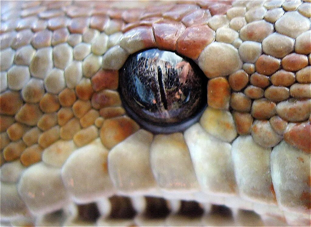 Какой элемент инфраглаза змеи выполняет. Глаз змеиного питона. Глаза змей. Глаза животных. Глаза удава.
