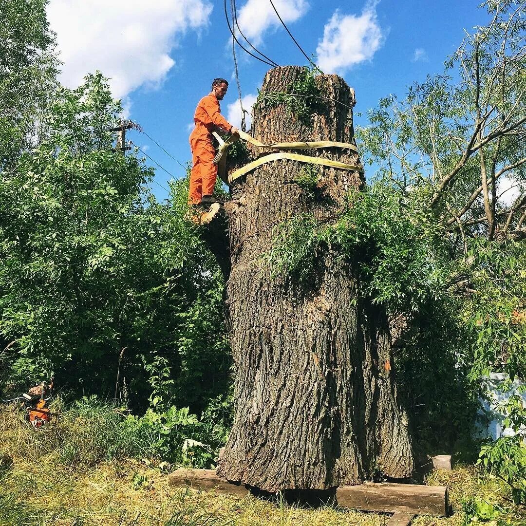 Спиливание дерева бензопилой. Спиленные деревья на участке. Можно срубить дерево. Правильный подпил дерева. Можно срубить дерево.