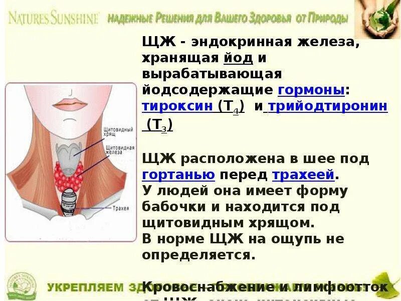 Жизнь без щитовидной железы. Карточка по теме щитовидная железа. Глоссарий по теме щитовидная железа. Компресс на щитовидную железу.