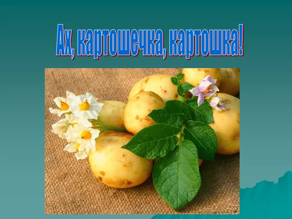 Включи песню картошка. Ах картошка. Ах картошка картошка в кожуре. Презентация Ах,картофель. Композиция на картошка.