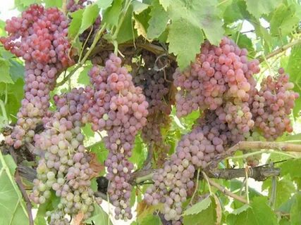 Сорт винограда кишмиш розовый