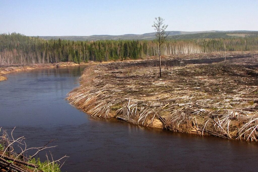 Изменение реки. Река и вырубленный лес. Загрязнение рек тайги. Вырубка леса на берегу реки. Вырубка лесов в долинах рек.