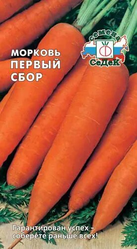 Морковь 1 разбор. Морковь первый сбор. Морковь 1 сорт. Ярко оранжевая морковь сорта. Морковь первый сбор описание сорта фото.