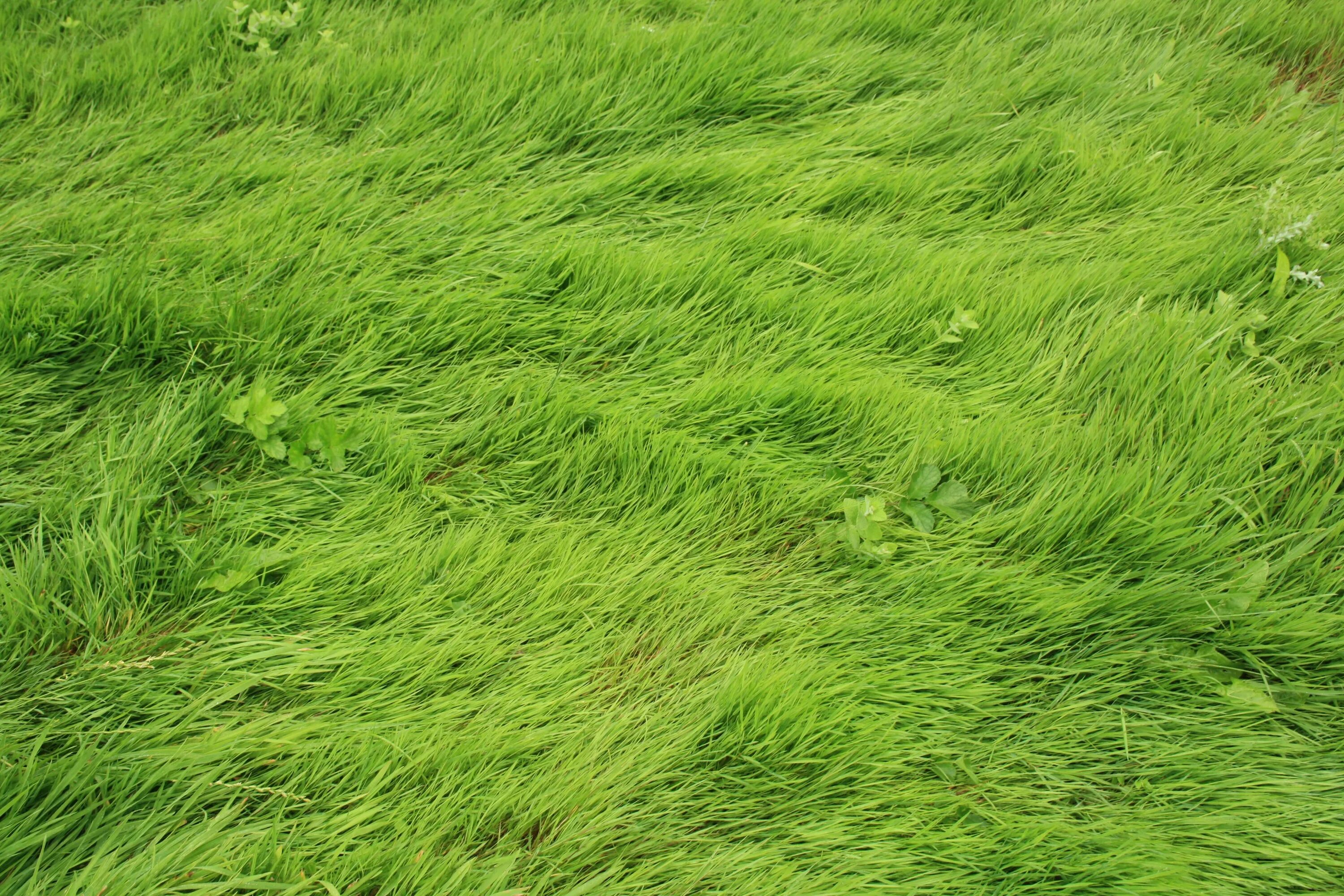 Много травы. Зеленый газон. Трова. Grass реферал. Grass реферал.