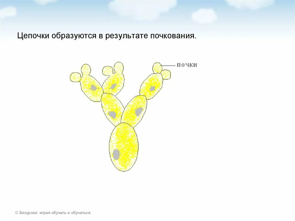 Сыроежки размножаются почкованием