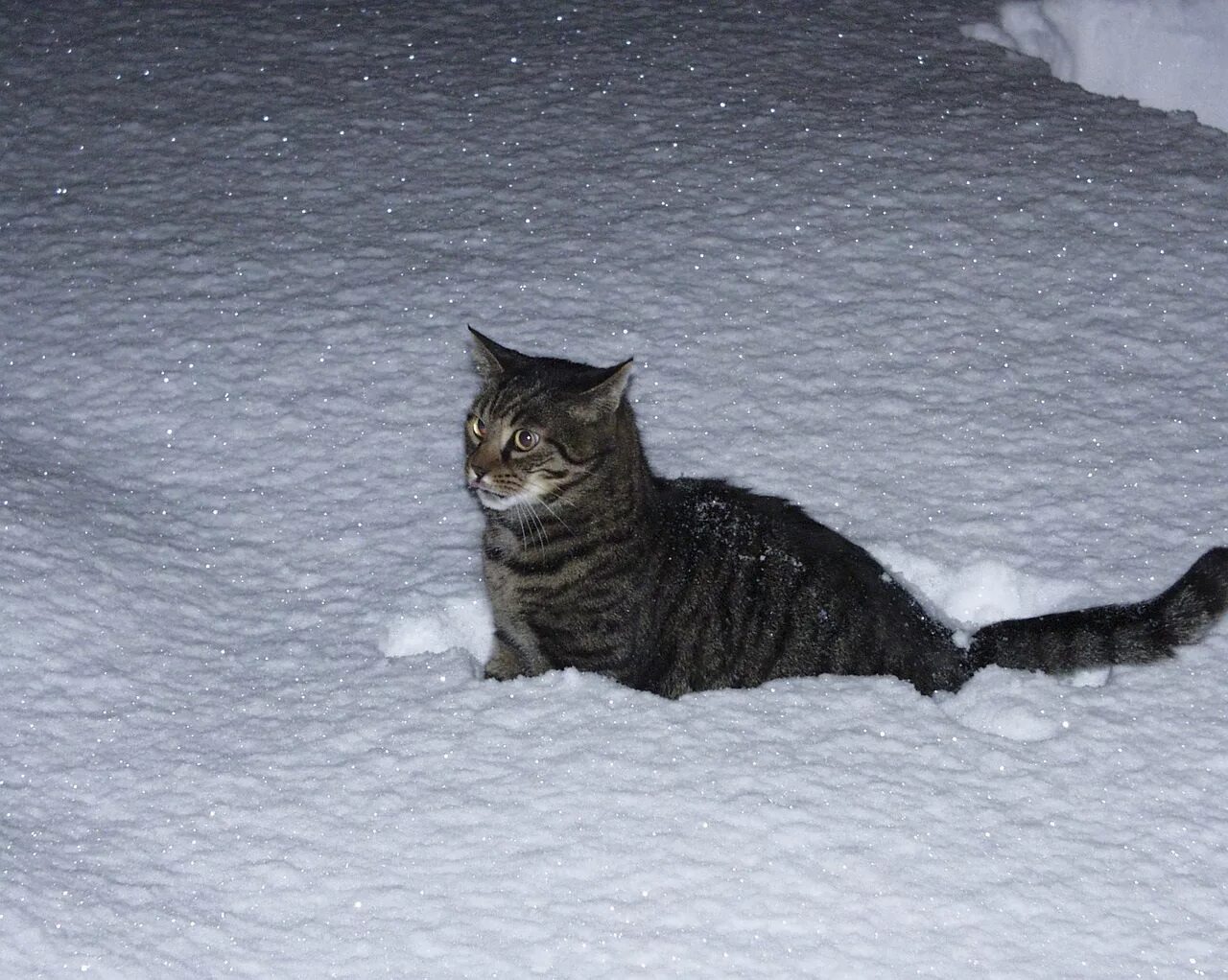 Кот гуляет ночью. Зимние коты. кот в снегу. кошка на улице зимой. котенок на улице зимой.