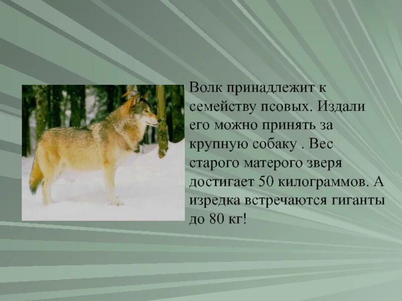 Небольшой доклад о волке. Доклад про волка. Доклад на тему волк. Небольшой доклад о волке. Презентация на тему волк.