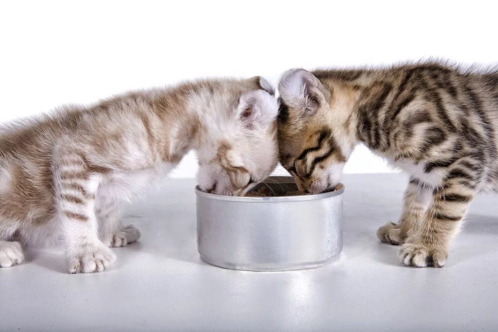 Кормление котят. Питание котенка. Котенок кушает. Питание маленького котенка.