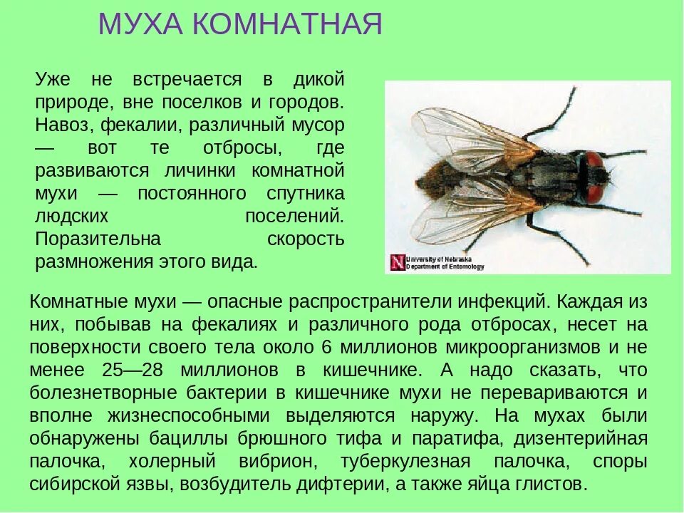 Почему появилась муха. Насекомые с описанием. Комнатная Муха. Описание мухи. Виды комнатных мух.