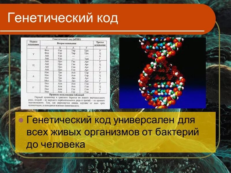 Генетический код. Генетический код человечества. Генетический код это в биологии. Генетические коды человека.