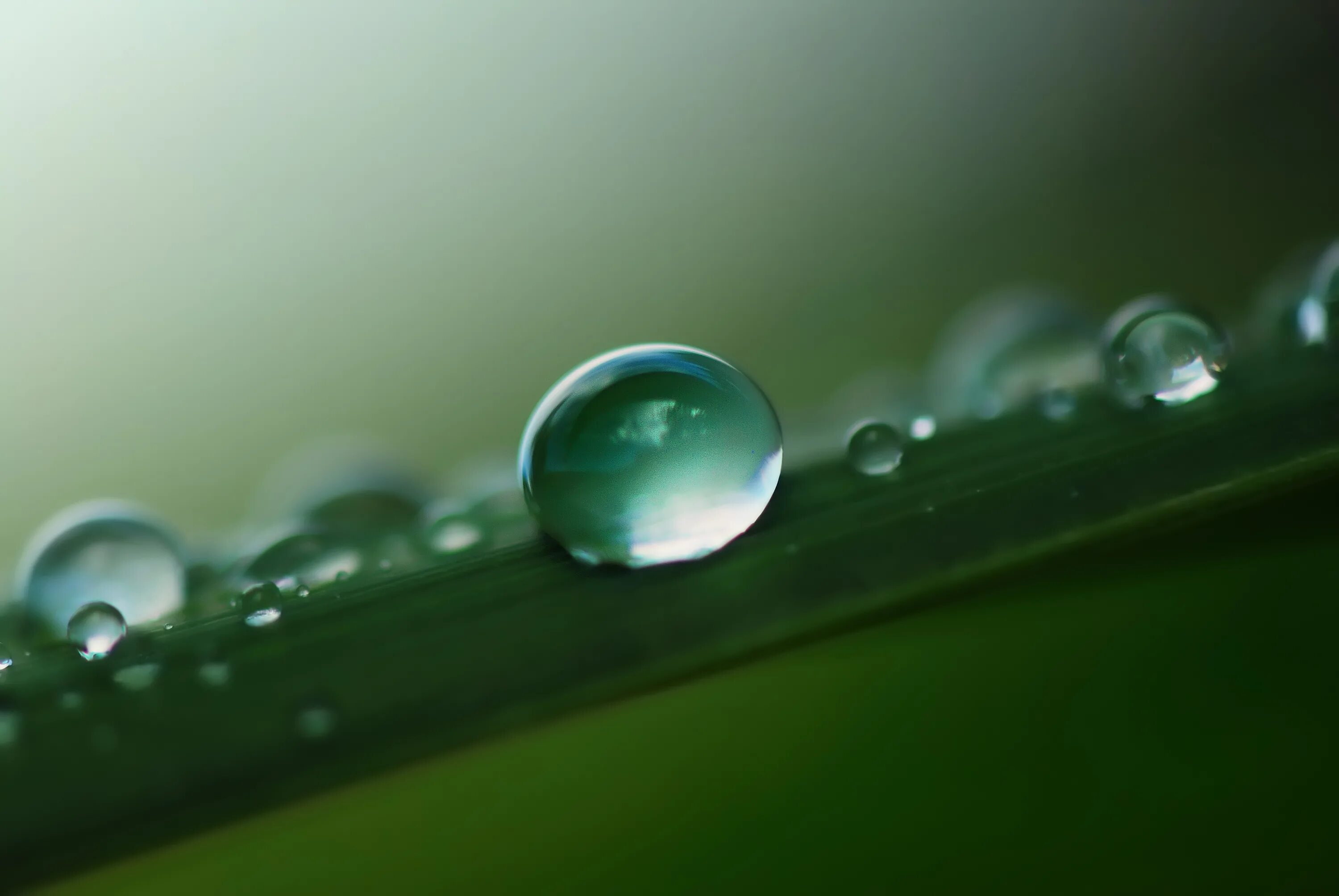 Капли. Капли воды. Капельки росы. Капли воды макро. Капля воды на голову