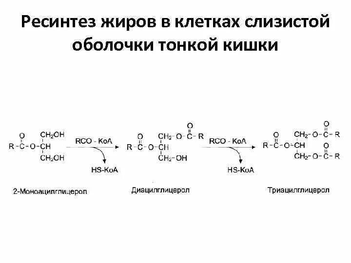 Синтез жиров в кишечнике. Ресинтез жира реакции. Ресинтез нейтрального жира реакция. Ресинтез жира в стенке кишечника.. Ресинтез липидов жиров.