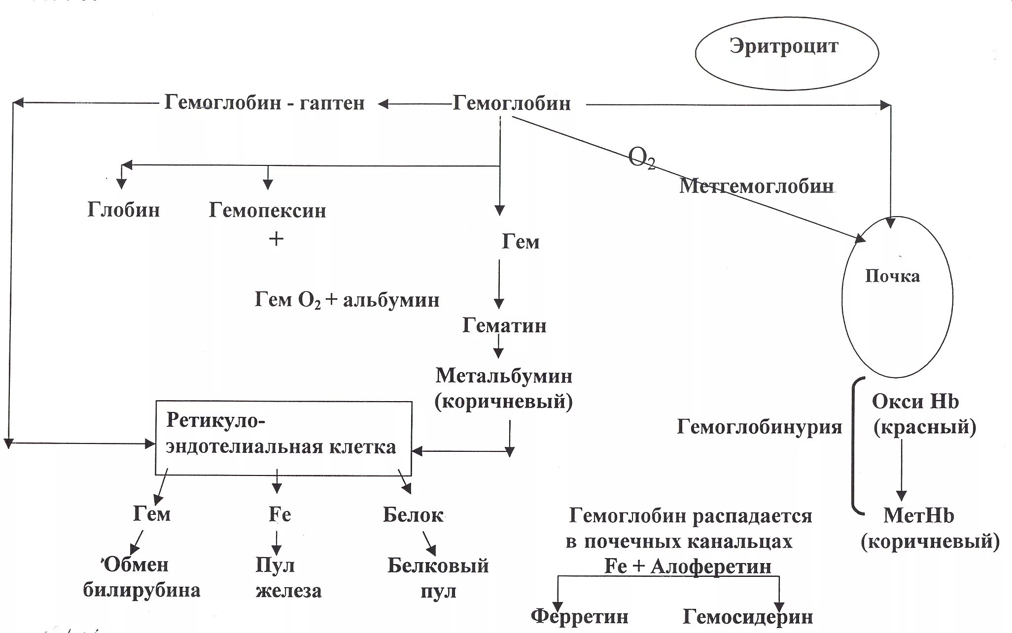 Распад эритроцитов. Гемолиз эритроцитов схема. Распад эритроцитов схема. Механизм гемолиза эритроцитов схема. Распад (катаболизм) гемоглобина схема.