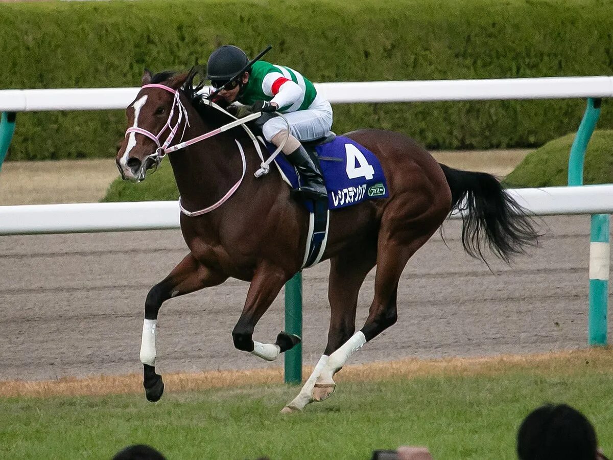 Wiki horses. Содаши лошадь. Спешл Вик лошадь. Japanese Horse. Лошадь Википедия.