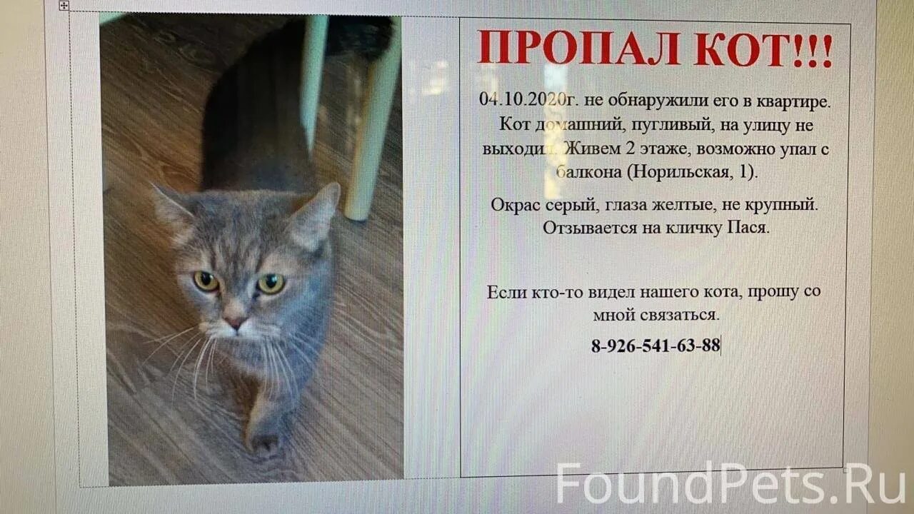 Объявления о животных. Объявление о пропаже кота. пропал кот. пропал кот объявления. объявление о пропаже котенка.