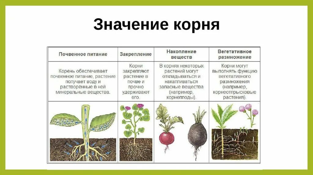 Видоизменения и функции корня. Значение корня для растения.