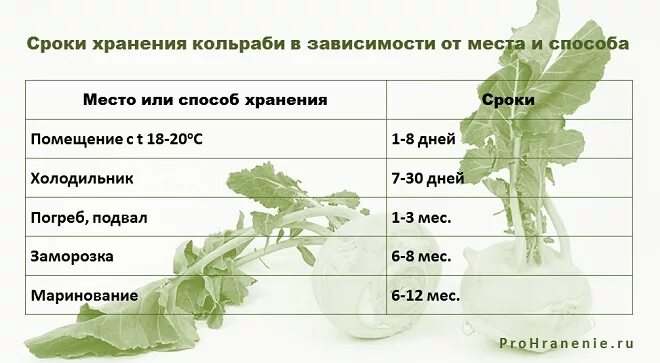 Можно хранить капусту в холодильнике. Срок годности свежей капусты. Сколько хранится капуста. Срок хранения капусты. Капуста белокочанная Продолжительность жизни.