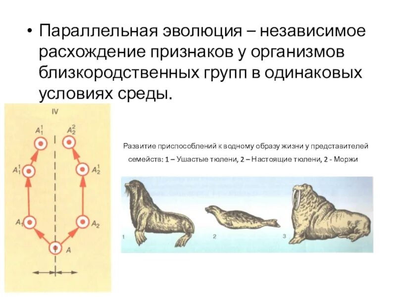 Примеры биологической эволюции человека Примеры биологического прогресса