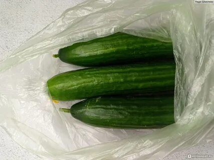 Сорт огурцов чижик