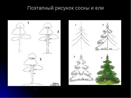 Нарисовать сосну карандашом для детей