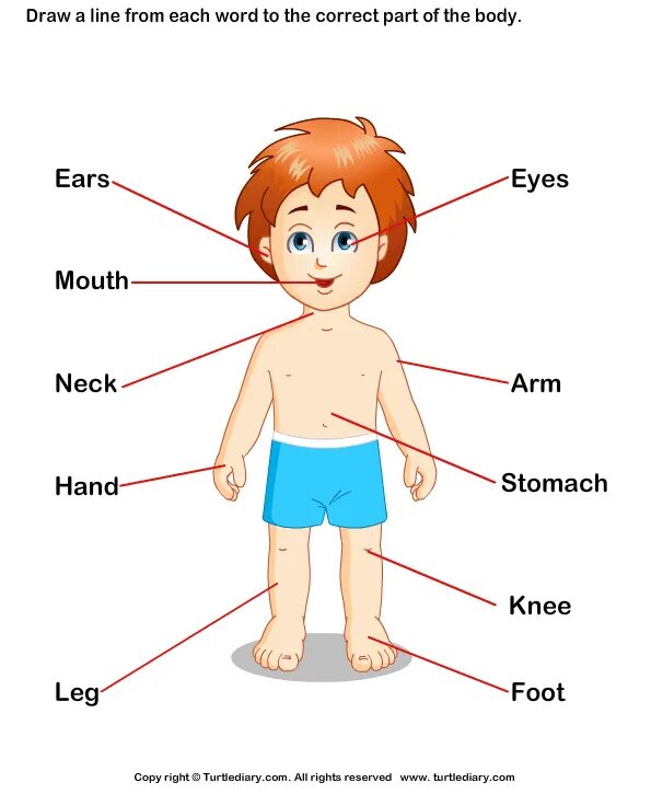 Human matching. Части тела на английском языке для детей. Тело человека на английском для детей. Части тела на английском для дошкольников. Изображение ребенка для изучения частей тела.