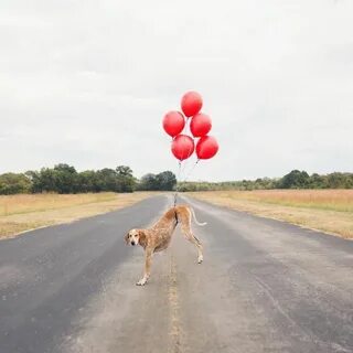 Воздушная собака