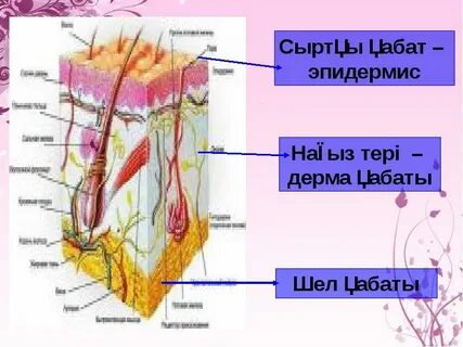 Тәжірибесіз бірінші жыныстық қатынас