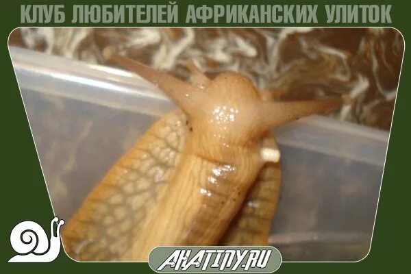 Через сколько дней вылупляется ахатина