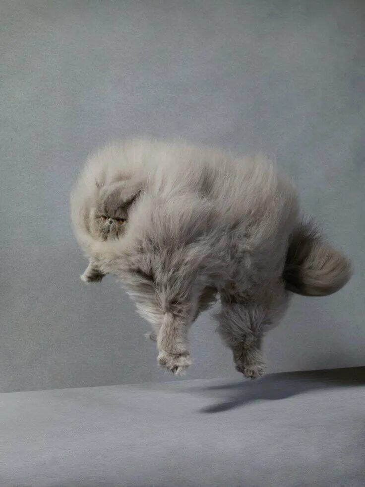 Текстура шерсти. Волчья шерсть. Шелковая шерстка. Рыжая шерсть. Шерсть собаки.