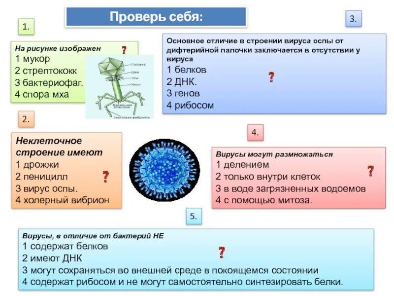 Вирусы относятся к форме жизни. Неклеточное строение имеют дрожжи. Строение вируса стрептококк. Спора вируса. Отличие бактериофага от вируса.