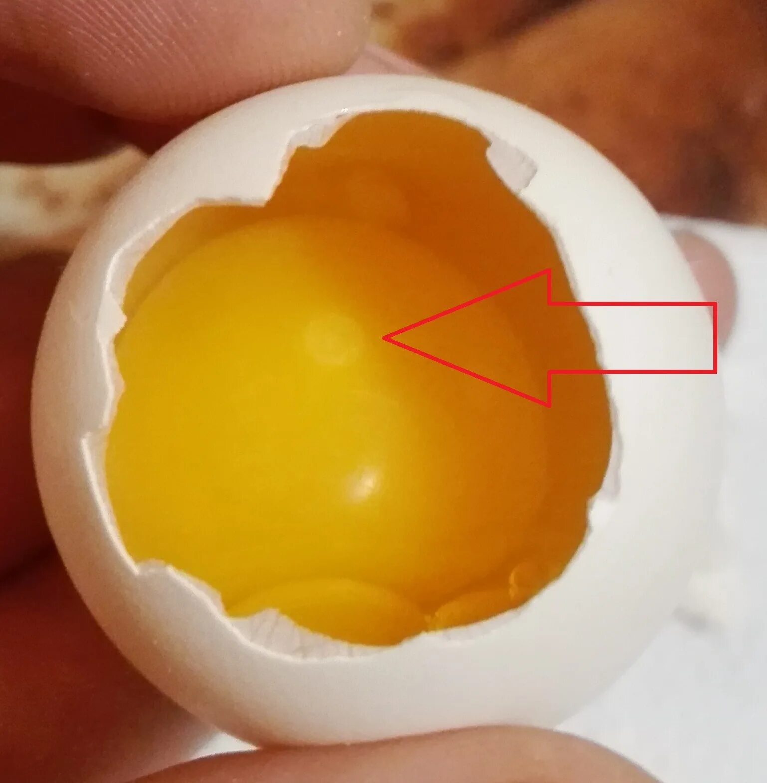 Как узнать есть ли в яйце зародыш. Зародышевый диск в яйце. Оплодотворенное куриное яйцо. Неоплодотворенные яйца овоскопирование.