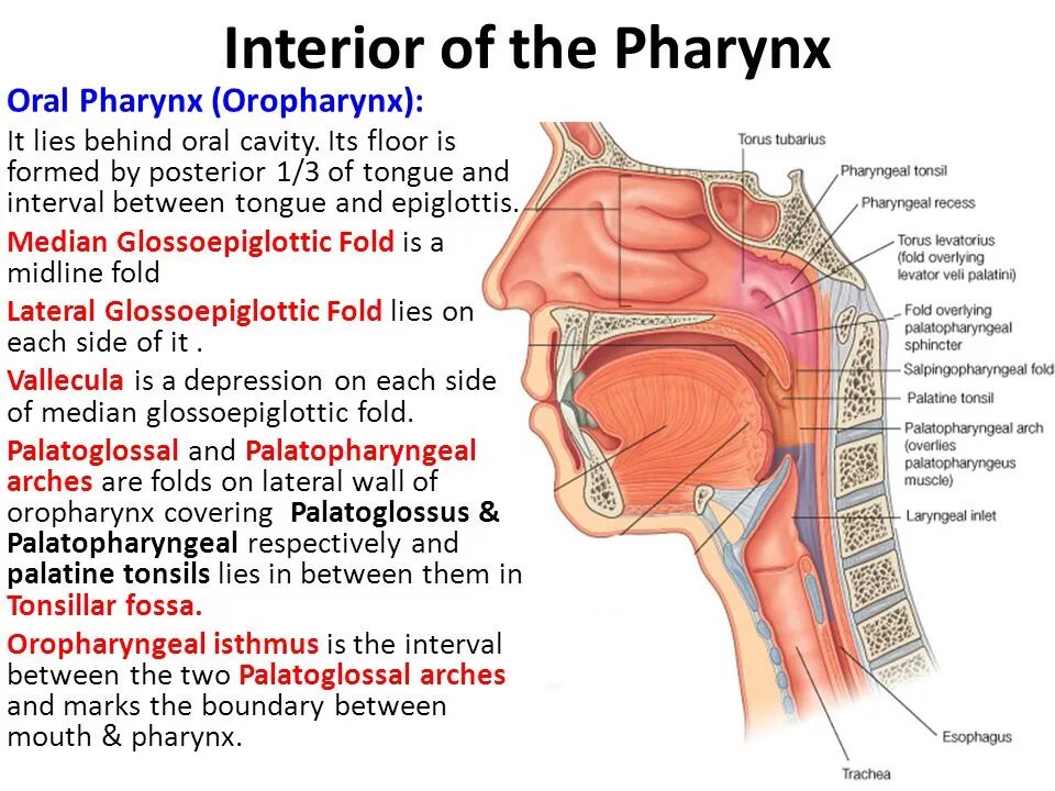 Ostium pharyngeum tubae auditivae. Ostium pharyngeum tubae auditivae анатомия.