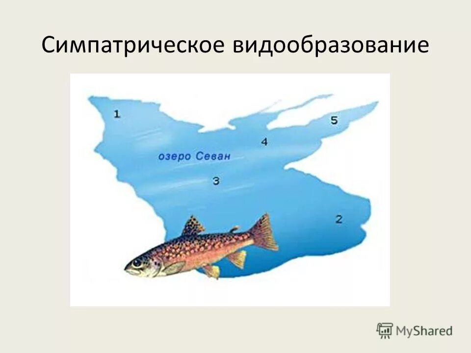 севанская форель видообразование. форель в озере севан экологическое видообразование. форель в озере севан экологическое видообразование. озеро севан экологическое видообразование. севанская форель экологическая изоляция.