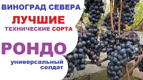 Виноград рондо описание