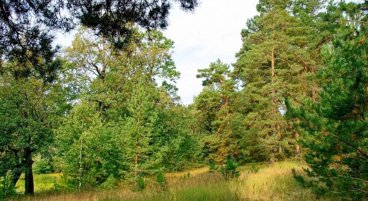 Нет в лесу того раздолья. Цнинский лесной массив. Панорама летнего леса. Рассказ ушинского в лесу летом. Осенний туман.