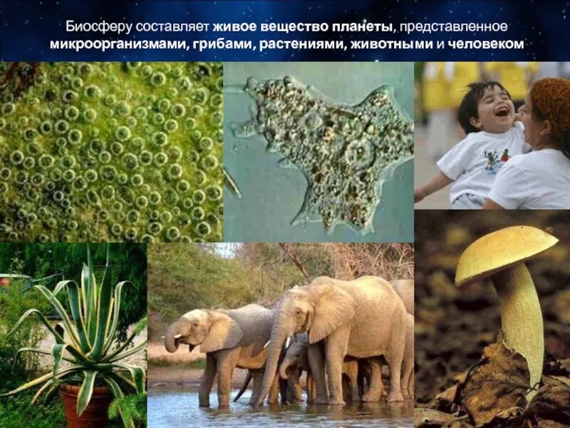 Органические обитатели. Живые организмы. Роль живых организмов в биосфере. Живое вещество. Растения и животные.