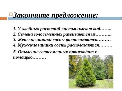 Хвойные растения 1 класс окружающий мир