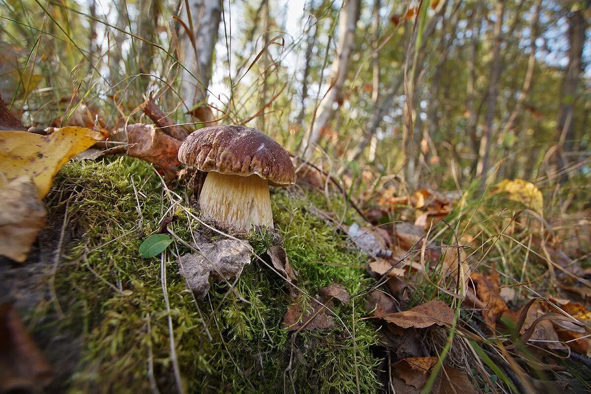 осень грибы. грибная пора осенью. грибы в осеннем лесу. грибной лес. осень лес грибы.
