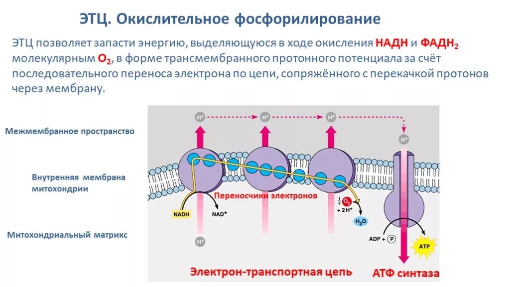 В процессе пластического обмена молекулы атф. Цепь переноса электронов окислительное фосфорилирование. дыхательная цепь и окислительное фосфорилирование. механизм образования атф окислительное фосфорилирование. окислительные процессы источники надн.