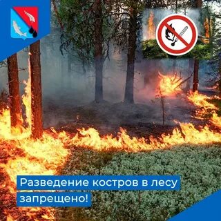 Где в лесу запрещено разводить костры