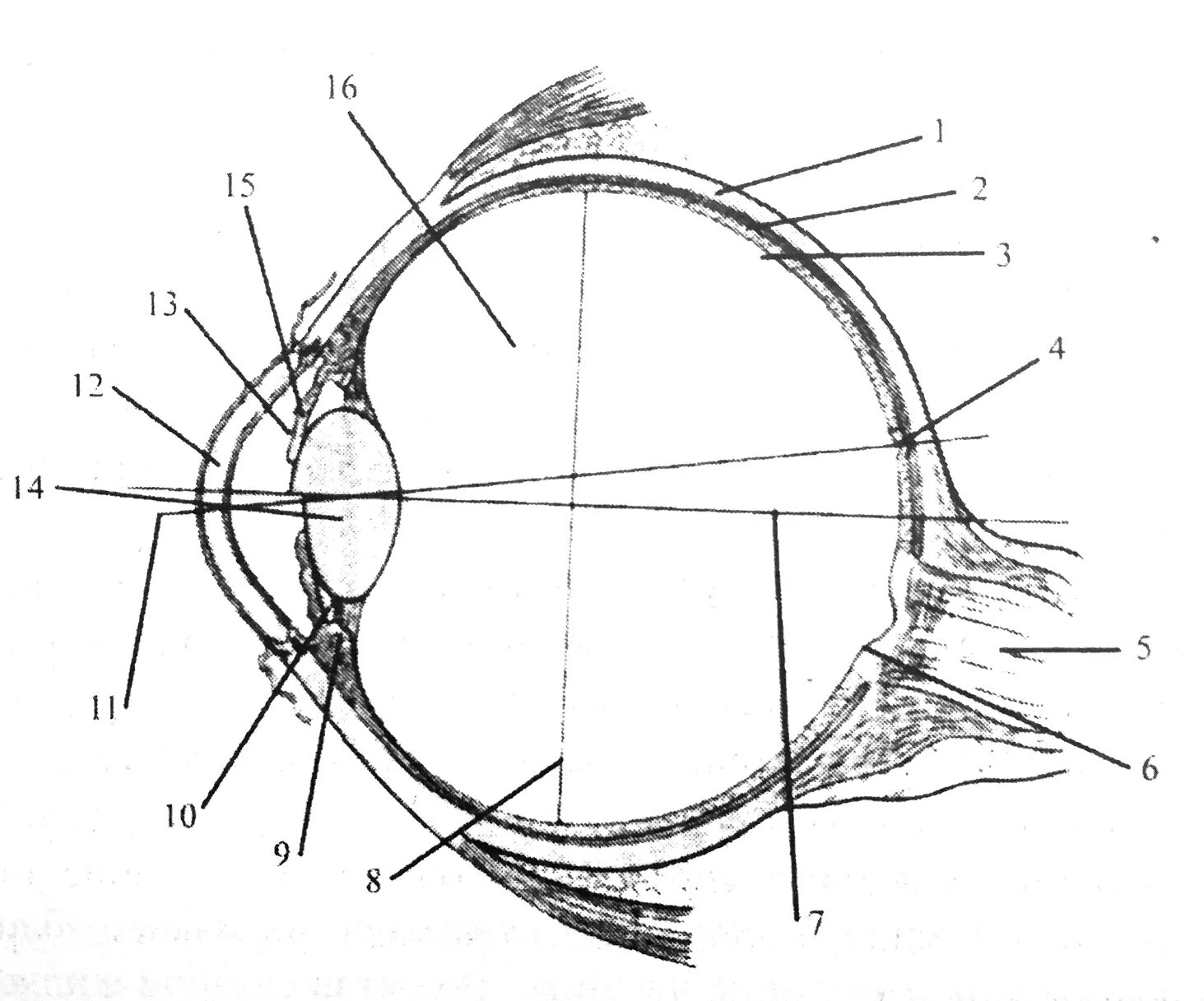 Строение глаза глазное яблоко. Строение зрительного анализатора глазное яблоко. Схема строения глазного анализатора. Строение анализатора зрения. Глазной анализатор строение рисунок.