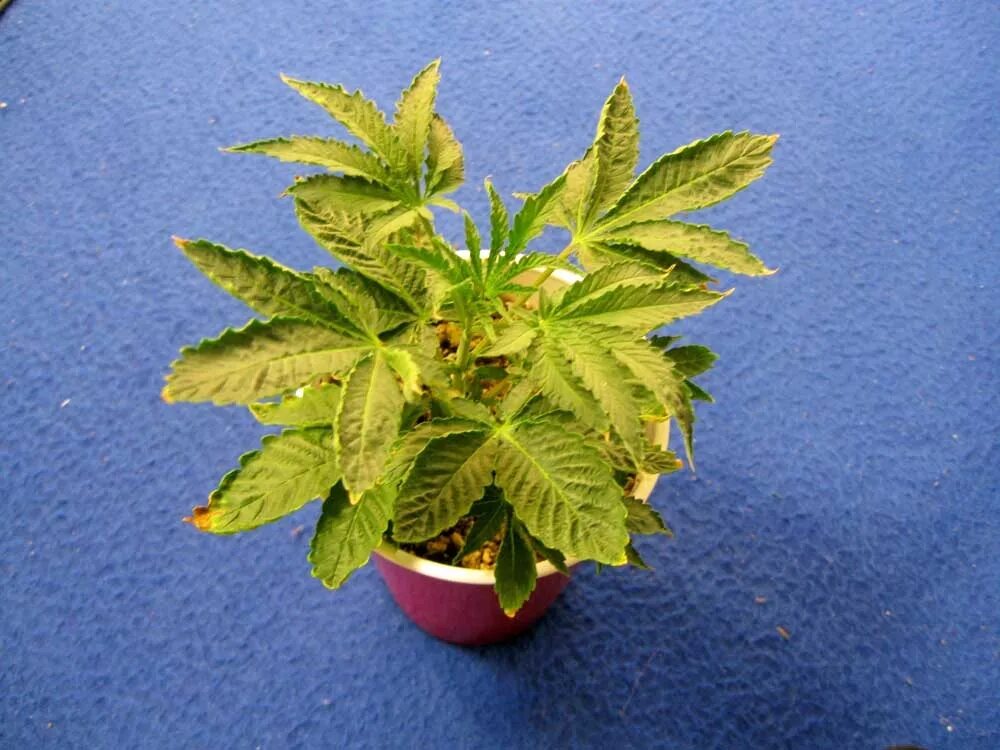 Паутинный клещ каннабис. Перелив недолив растишки. Перелив травы. Септориоз канабис. Перелив недолив конопли.