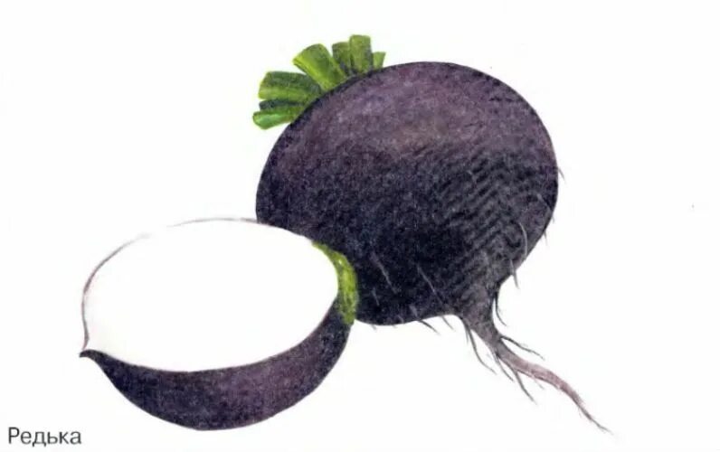 ботва редьки. редька для детей. редька на прозрачном фоне. редька на прозрачном фоне. редкое на белом фоне.