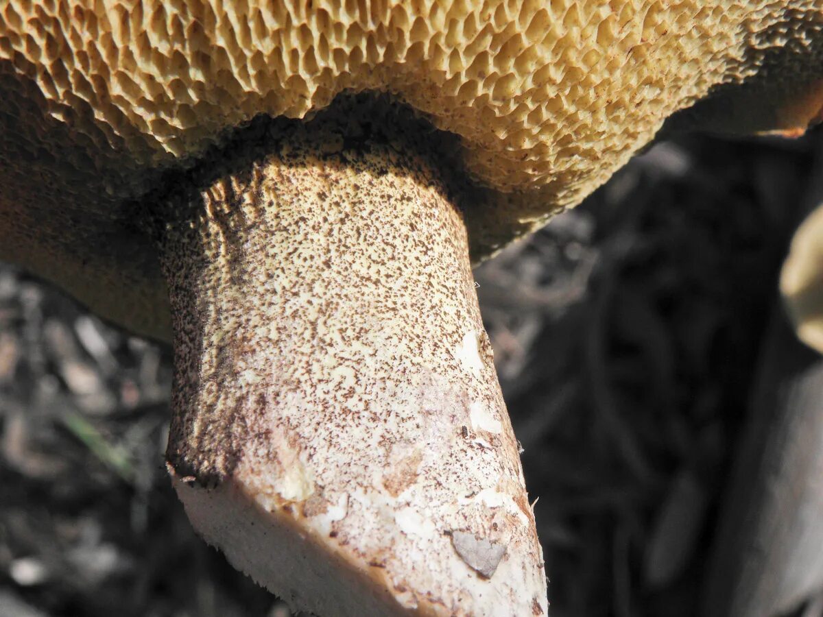 Трубчатый гриб 7. Болетинус полоножковый. Болетинус полоножковый моховик полоножковый Boletinus cavipes. Гриб трубчатый воронкообразный. Белый гриб трубчатый.